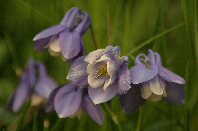 Siberian Columbine